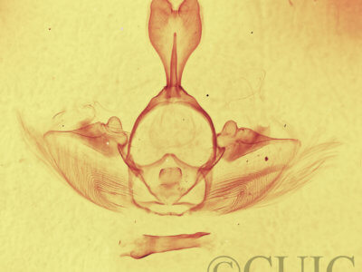 genitalia view of adult Gluphisia septentrionis