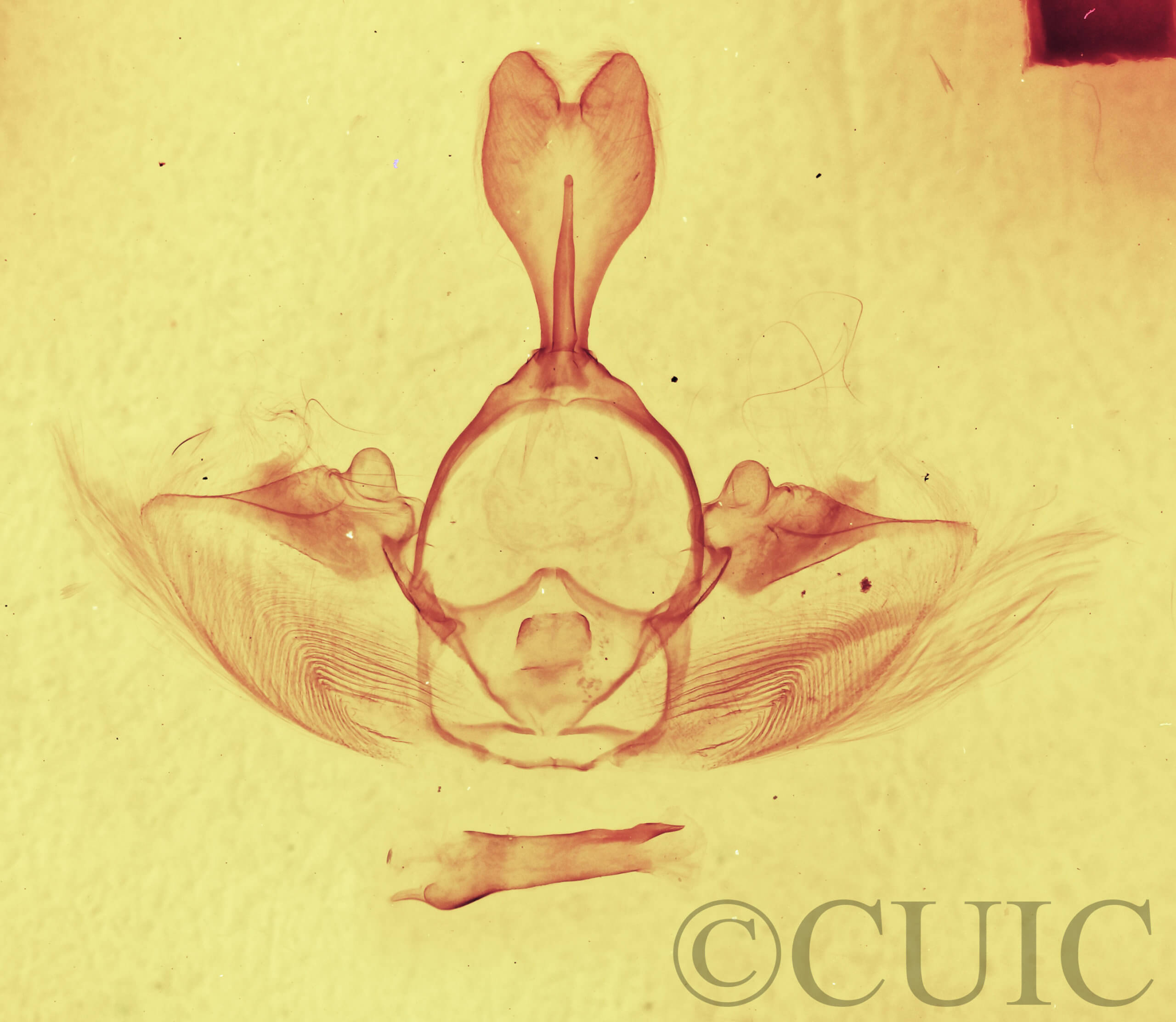genitalia view of adult Gluphisia septentrionis