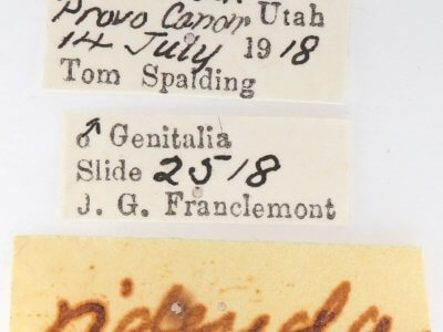 label view of adult Gluphisia septentrionis