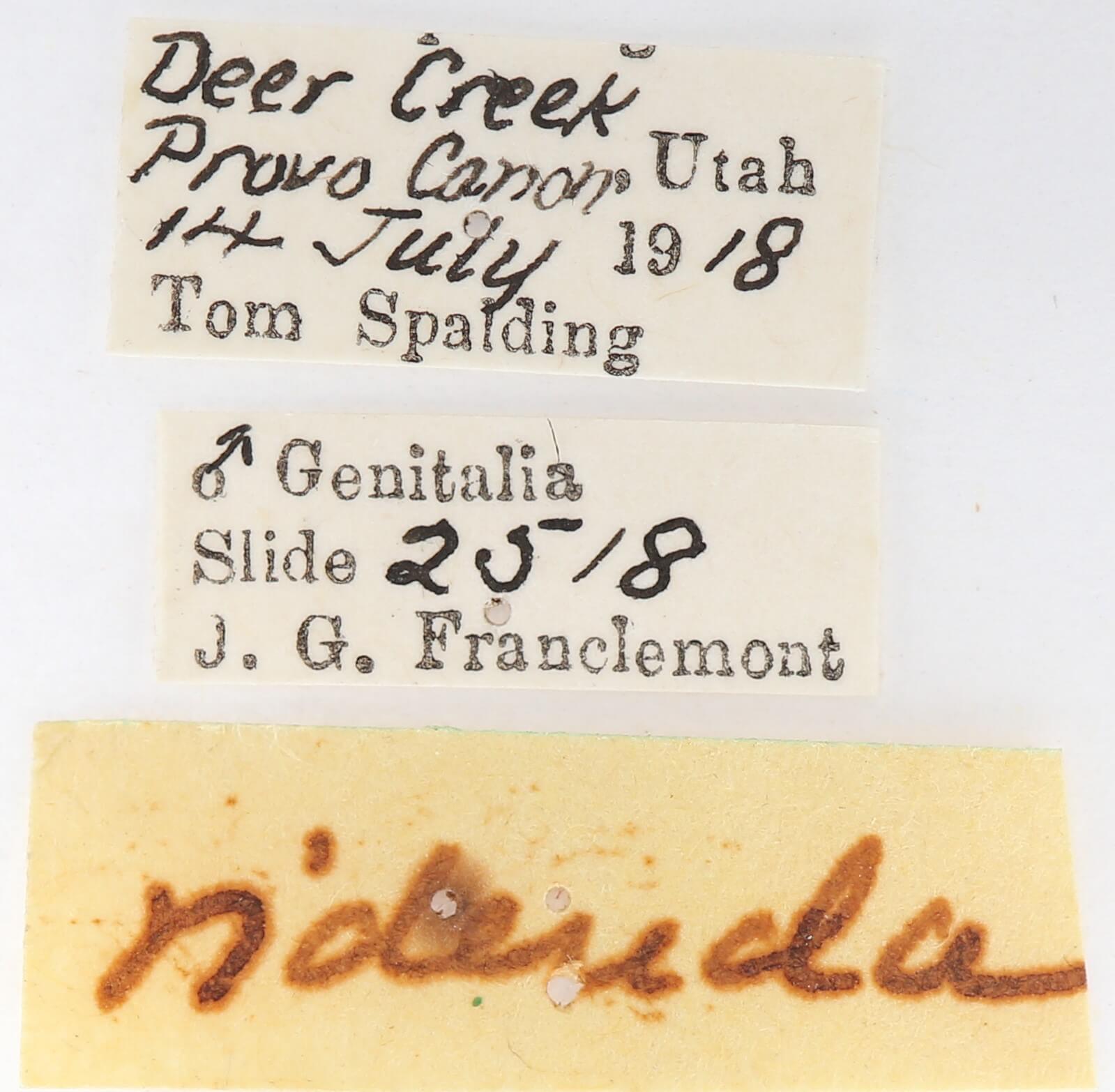 label view of adult Gluphisia septentrionis