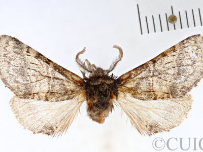 dorsal view of adult Gluphisia septentrionis