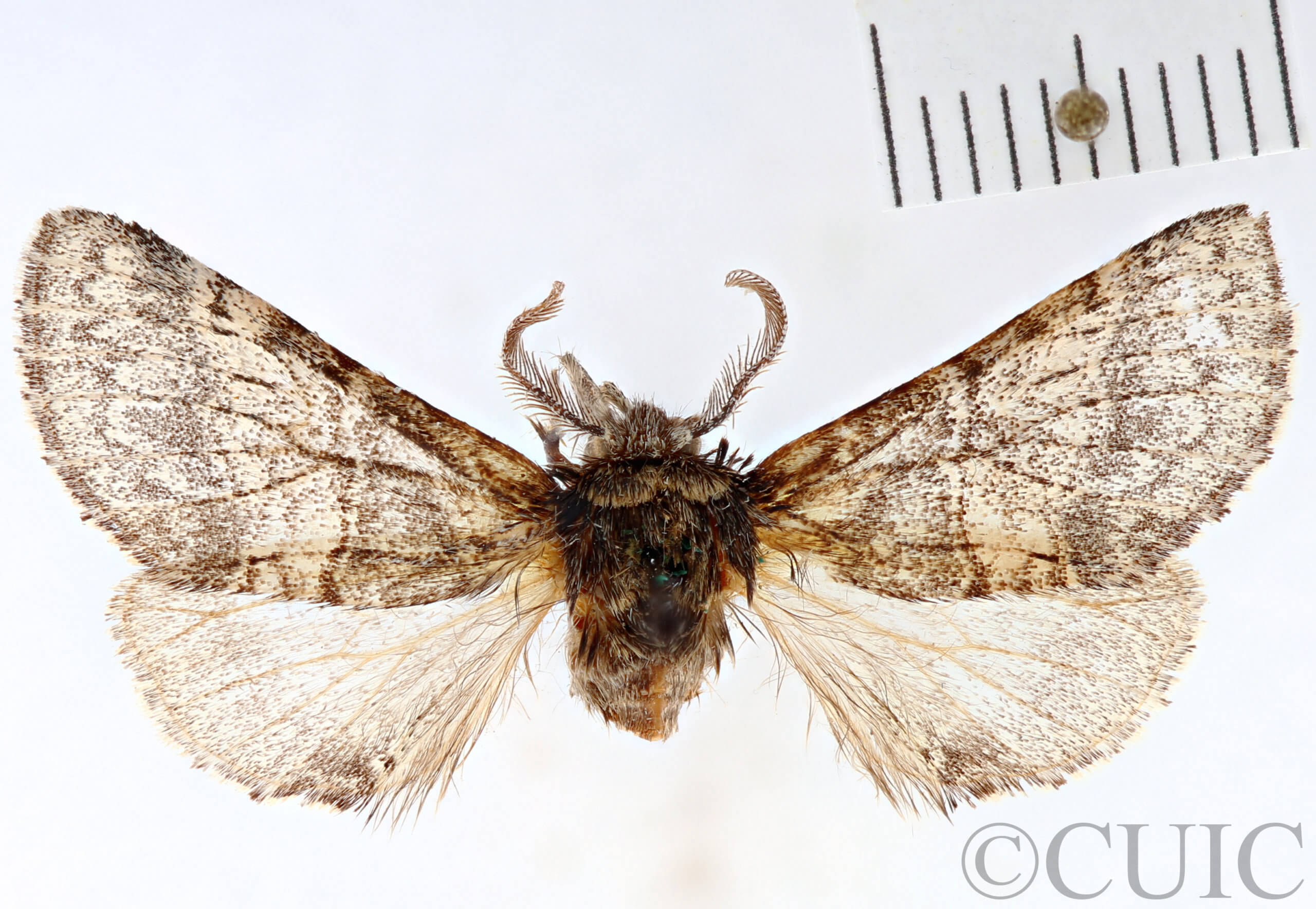 dorsal view of adult Gluphisia septentrionis