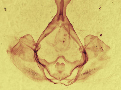 genitalia view of adult Gluphisia septentrionis