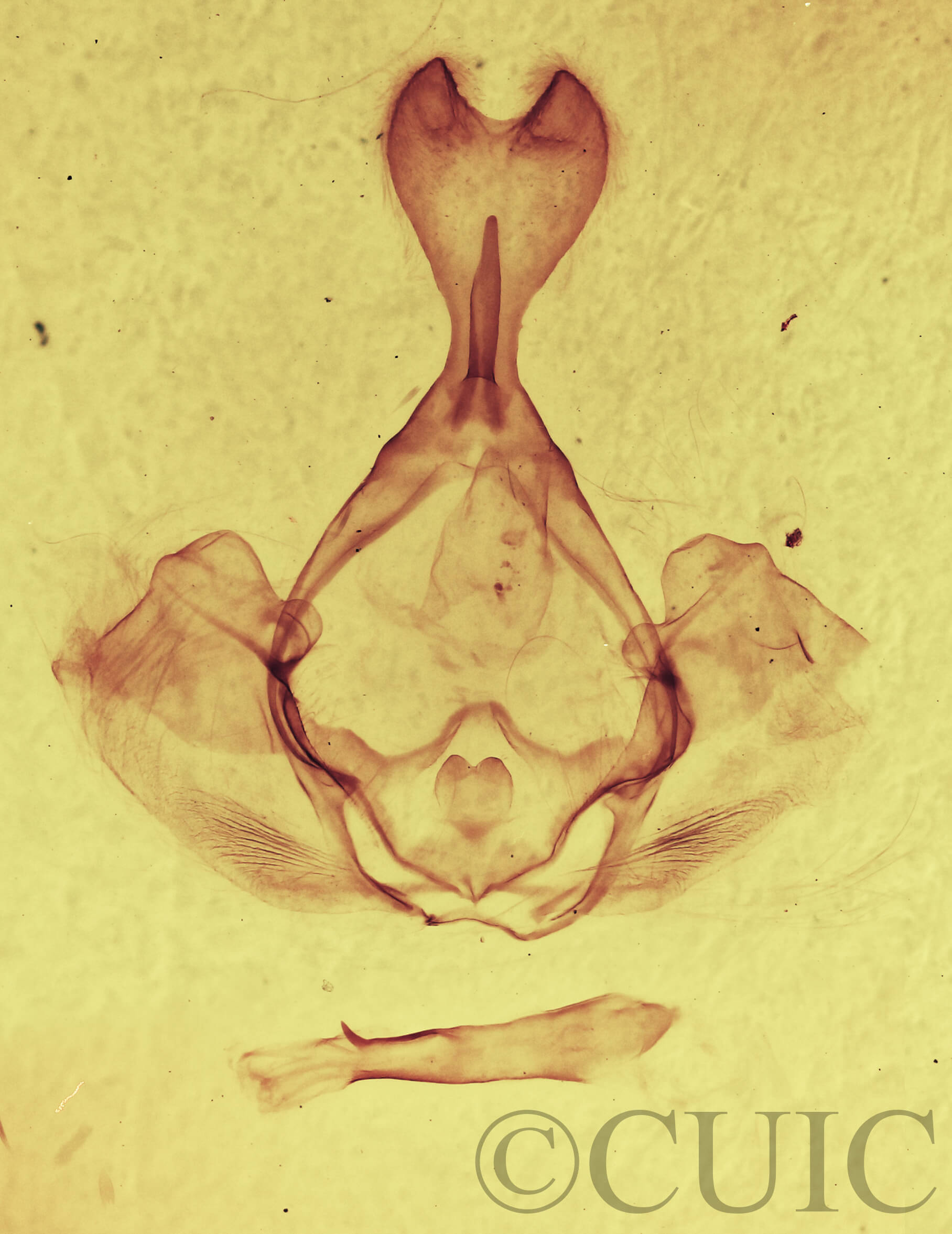 genitalia view of adult Gluphisia septentrionis