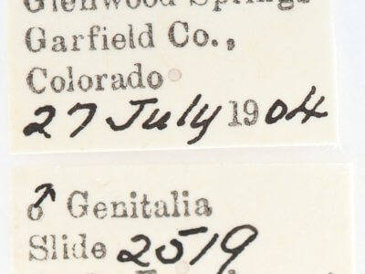 label view of adult Gluphisia septentrionis