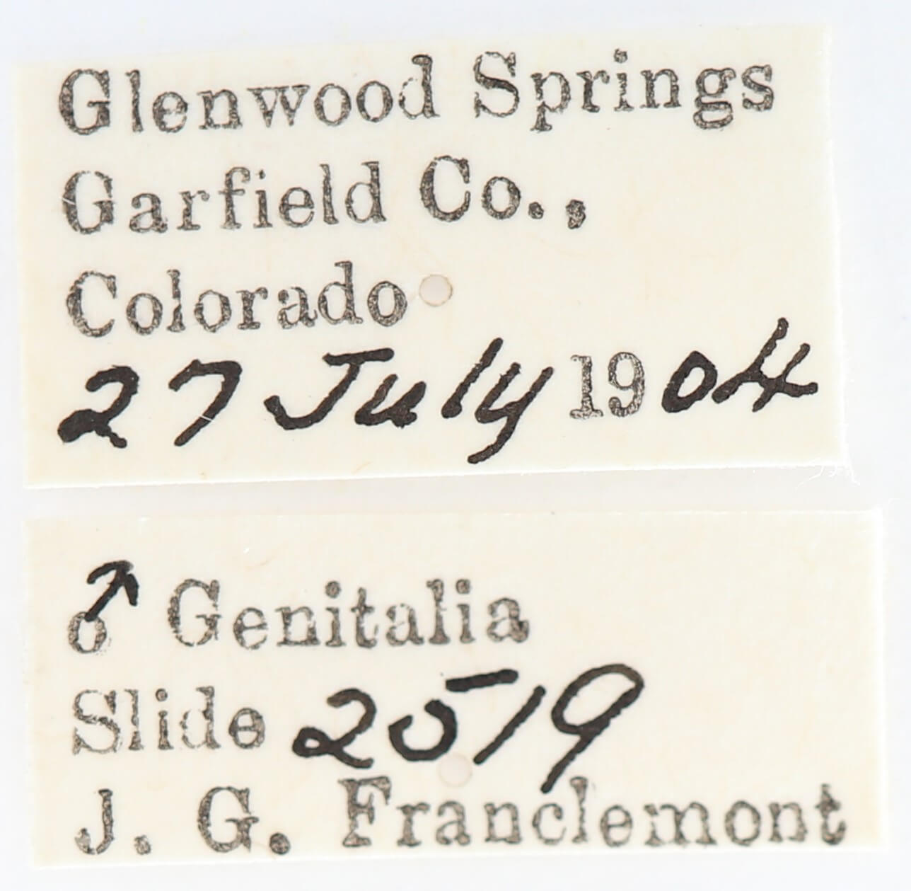 label view of adult Gluphisia septentrionis