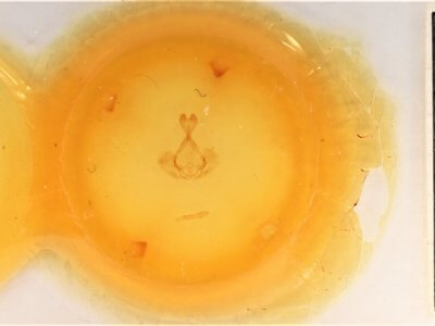 slide view of adult Gluphisia septentrionis