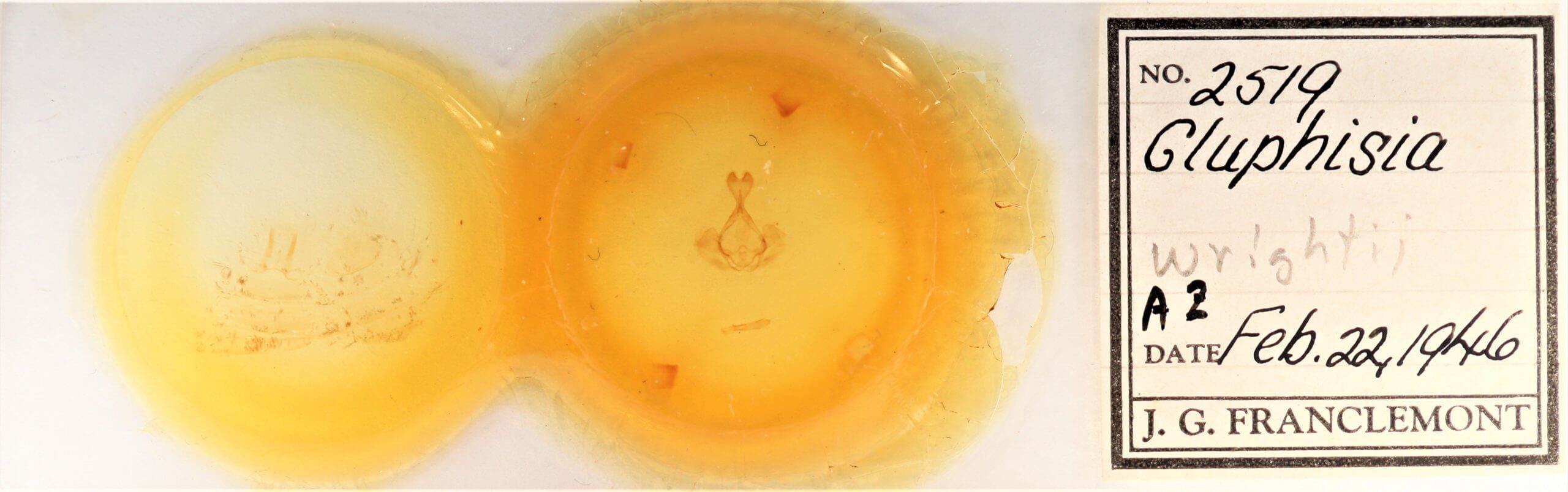 slide view of adult Gluphisia septentrionis