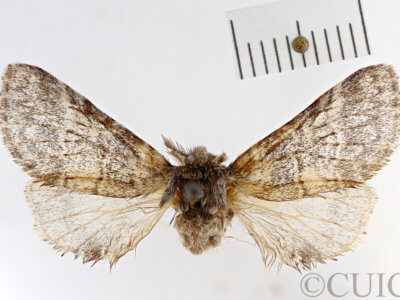 dorsal view of adult Gluphisia wrightii