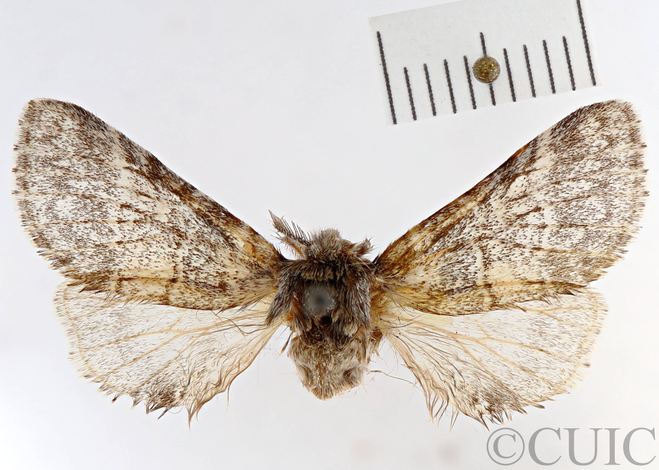 dorsal view of adult Gluphisia wrightii