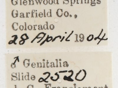 label view of adult Gluphisia wrightii