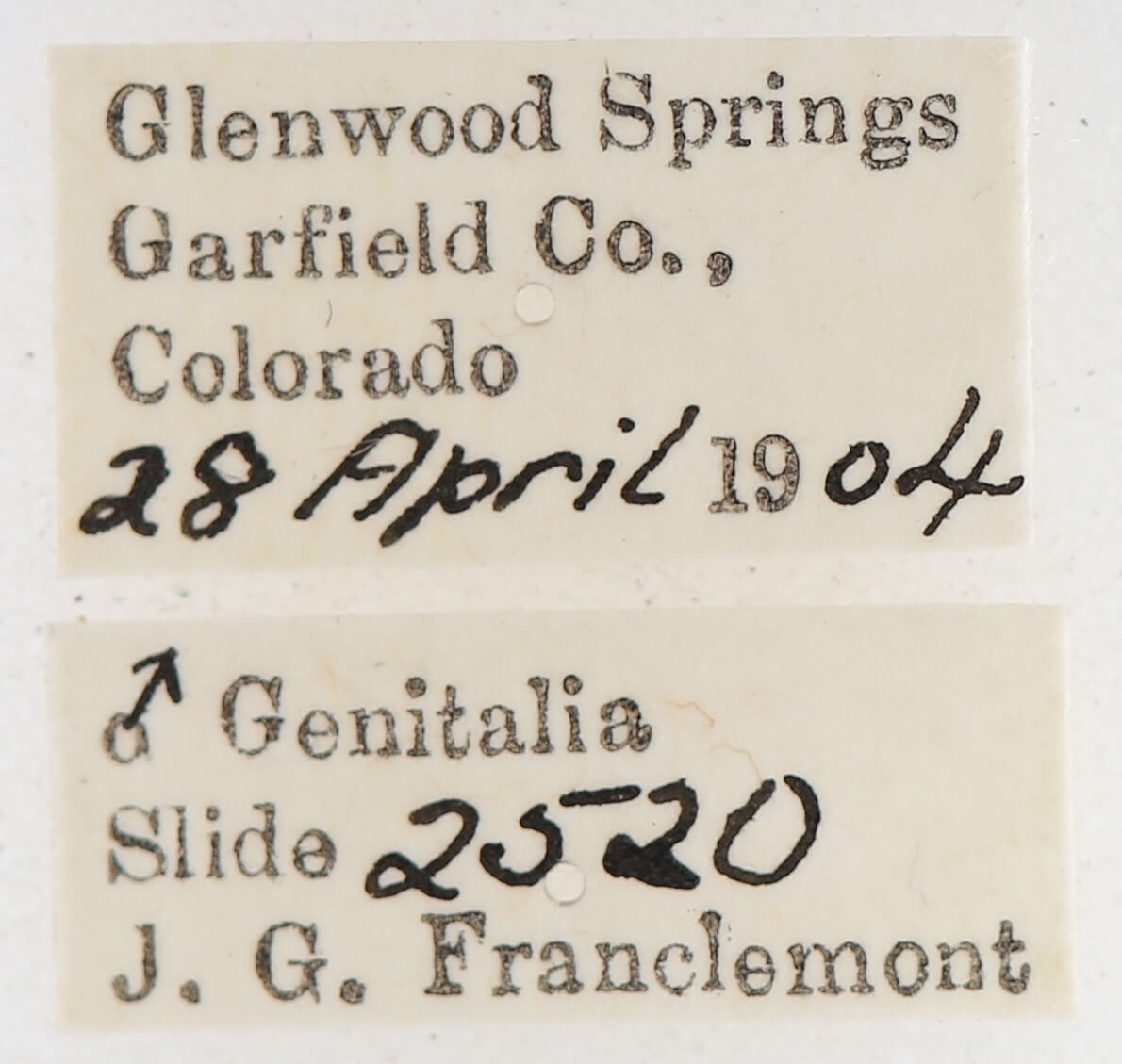 label view of adult Gluphisia wrightii