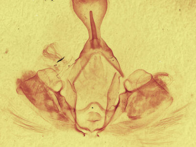genitalia view of adult Gluphisia wrightii