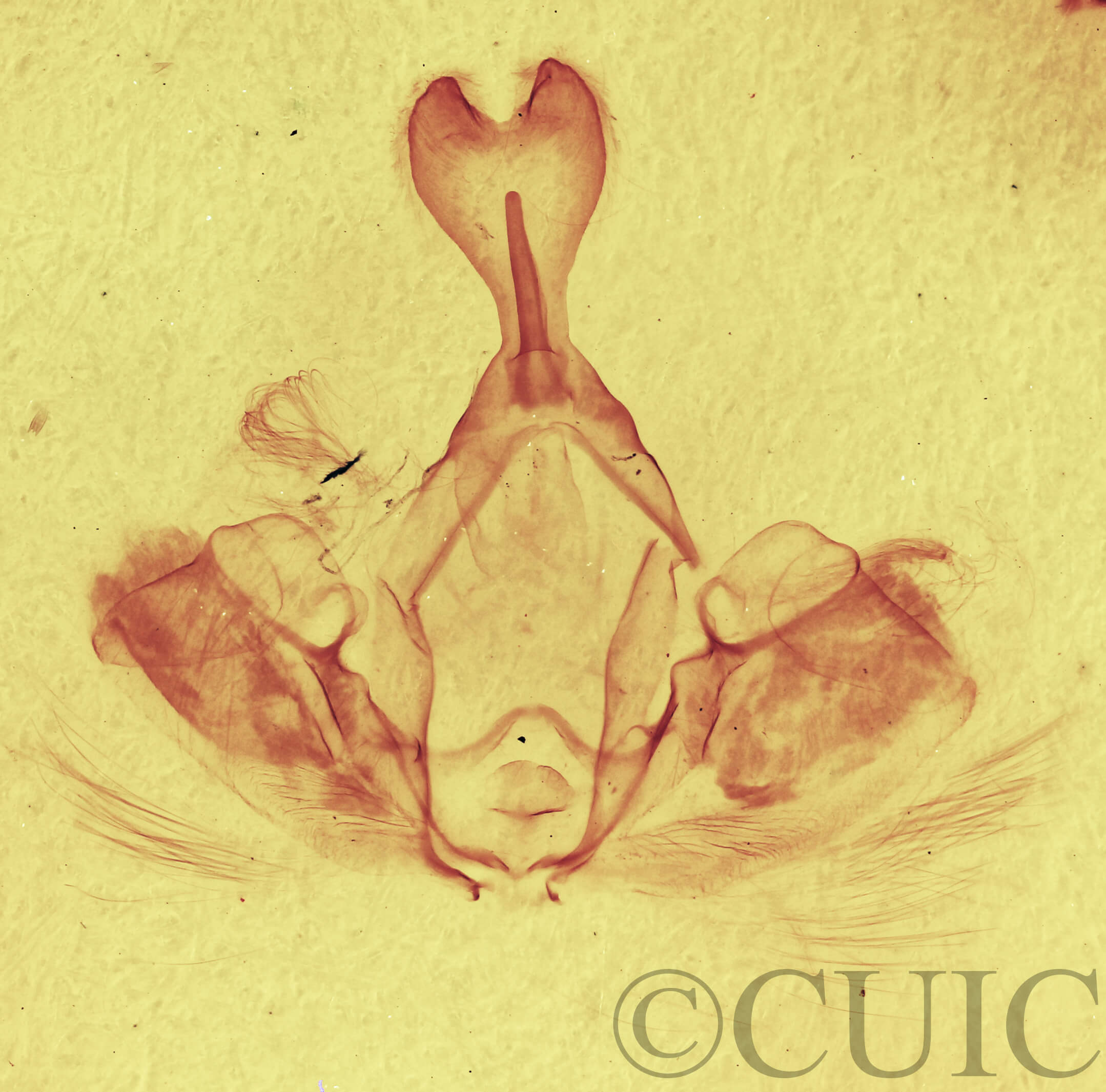 genitalia view of adult Gluphisia wrightii