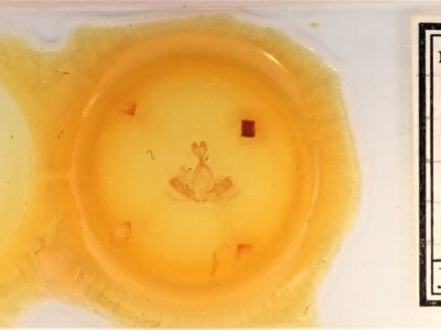 slide view of adult Gluphisia wrightii