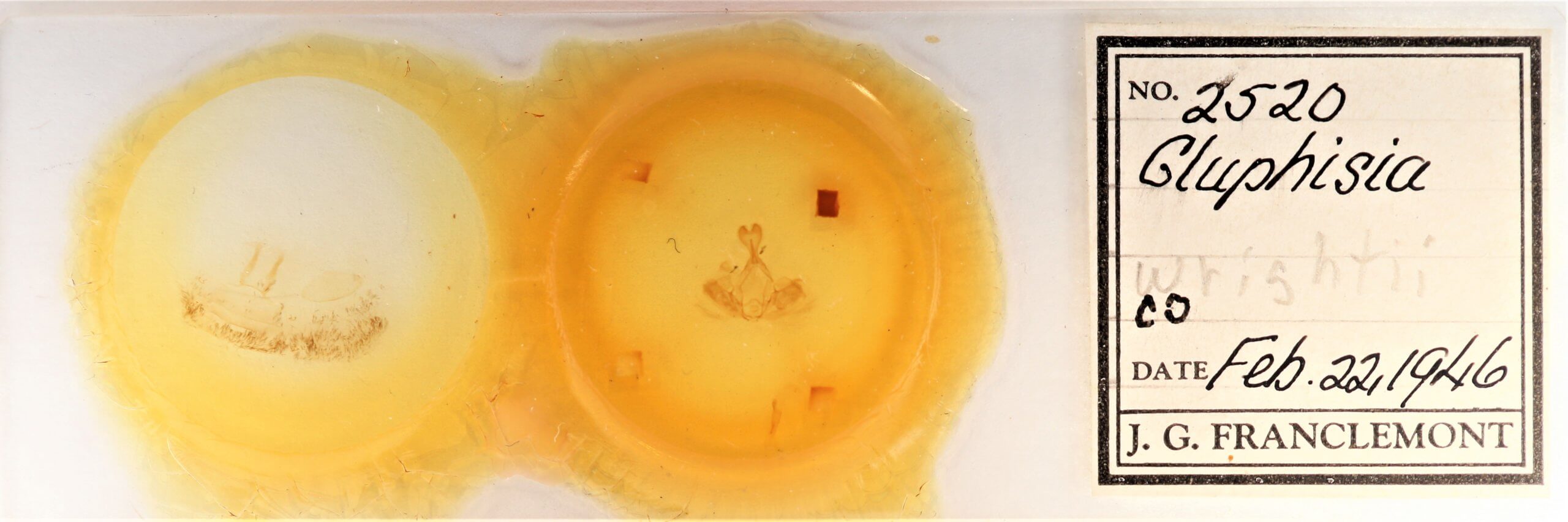 slide view of adult Gluphisia wrightii