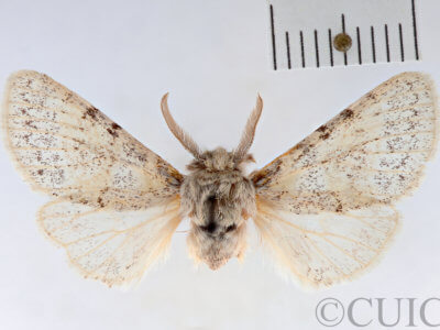 dorsal view of adult Gluphisia wrightii