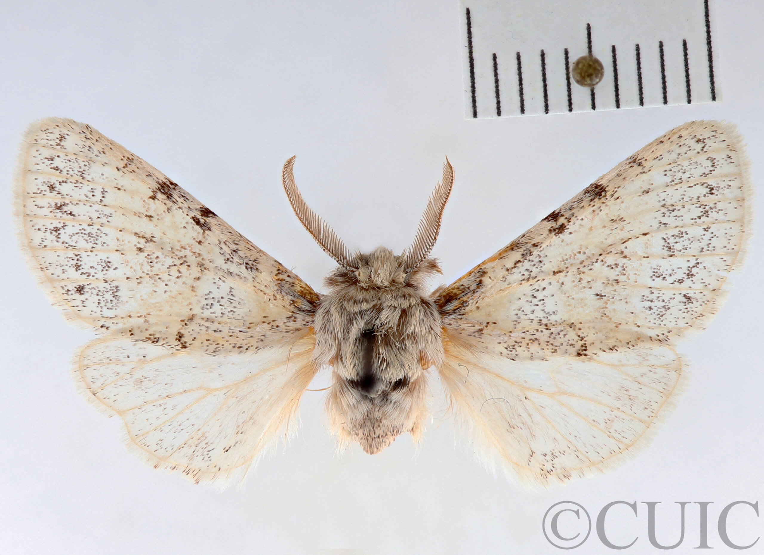 dorsal view of adult Gluphisia wrightii