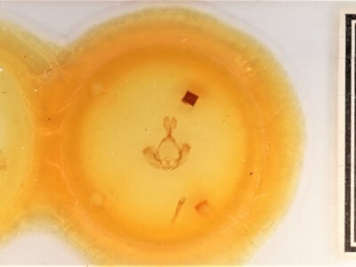 slide view of adult Gluphisia wrightii