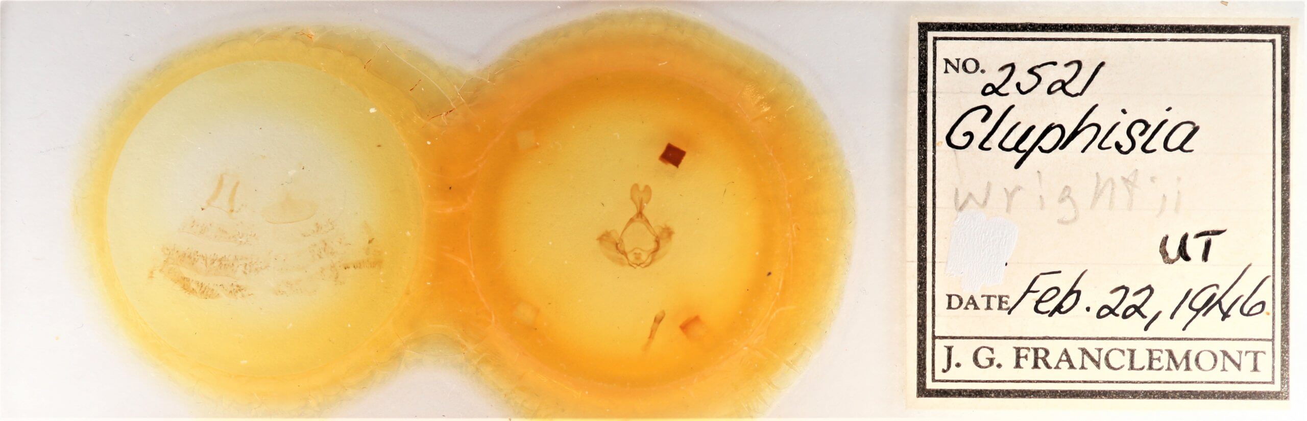 slide view of adult Gluphisia wrightii