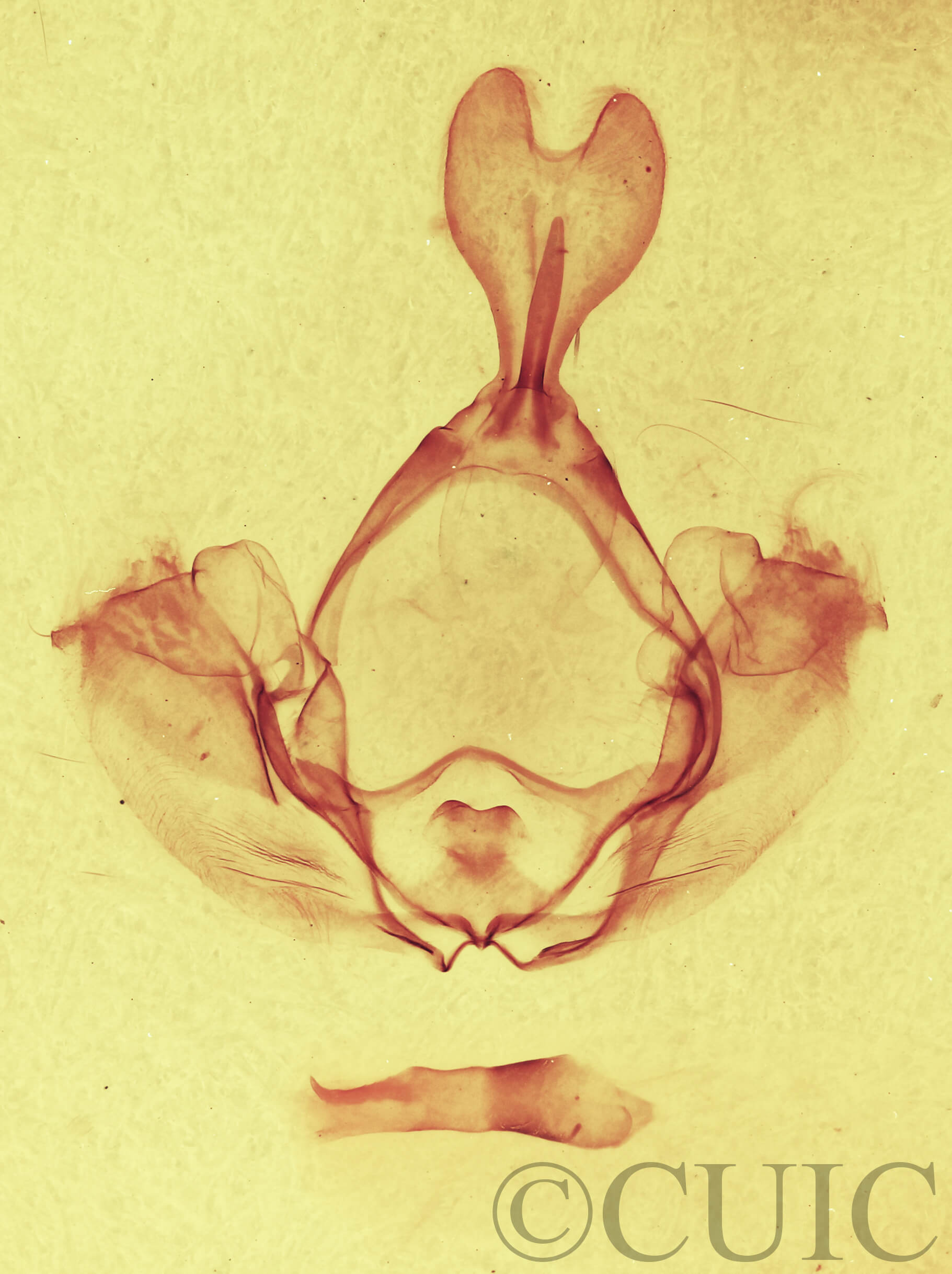 genitalia view of adult Gluphisia wrightii