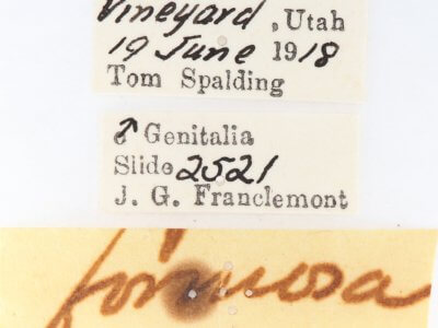 label view of adult Gluphisia wrightii