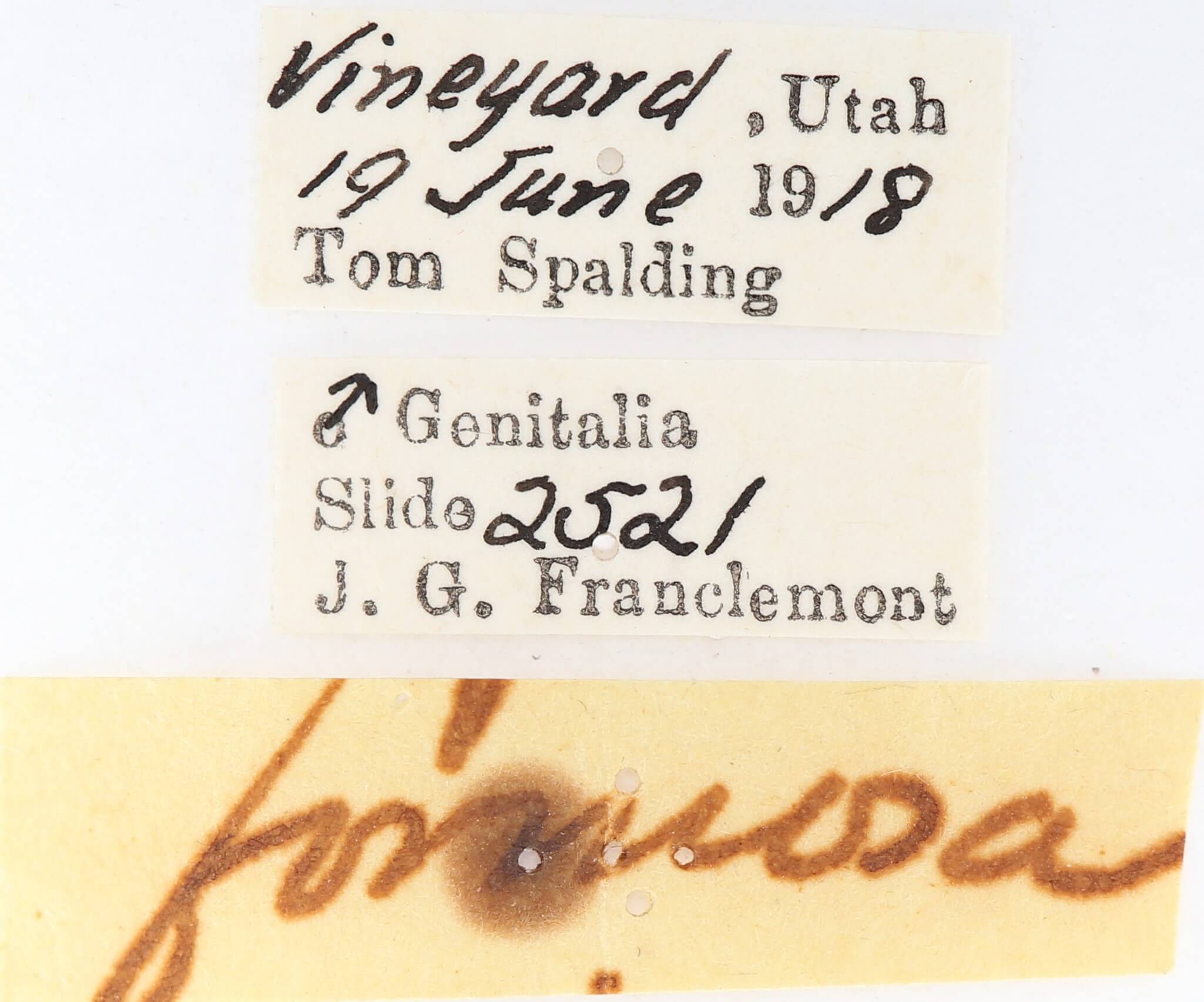 label view of adult Gluphisia wrightii