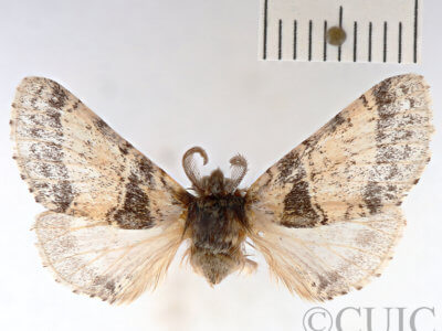 dorsal view of adult Gluphisia wrightii