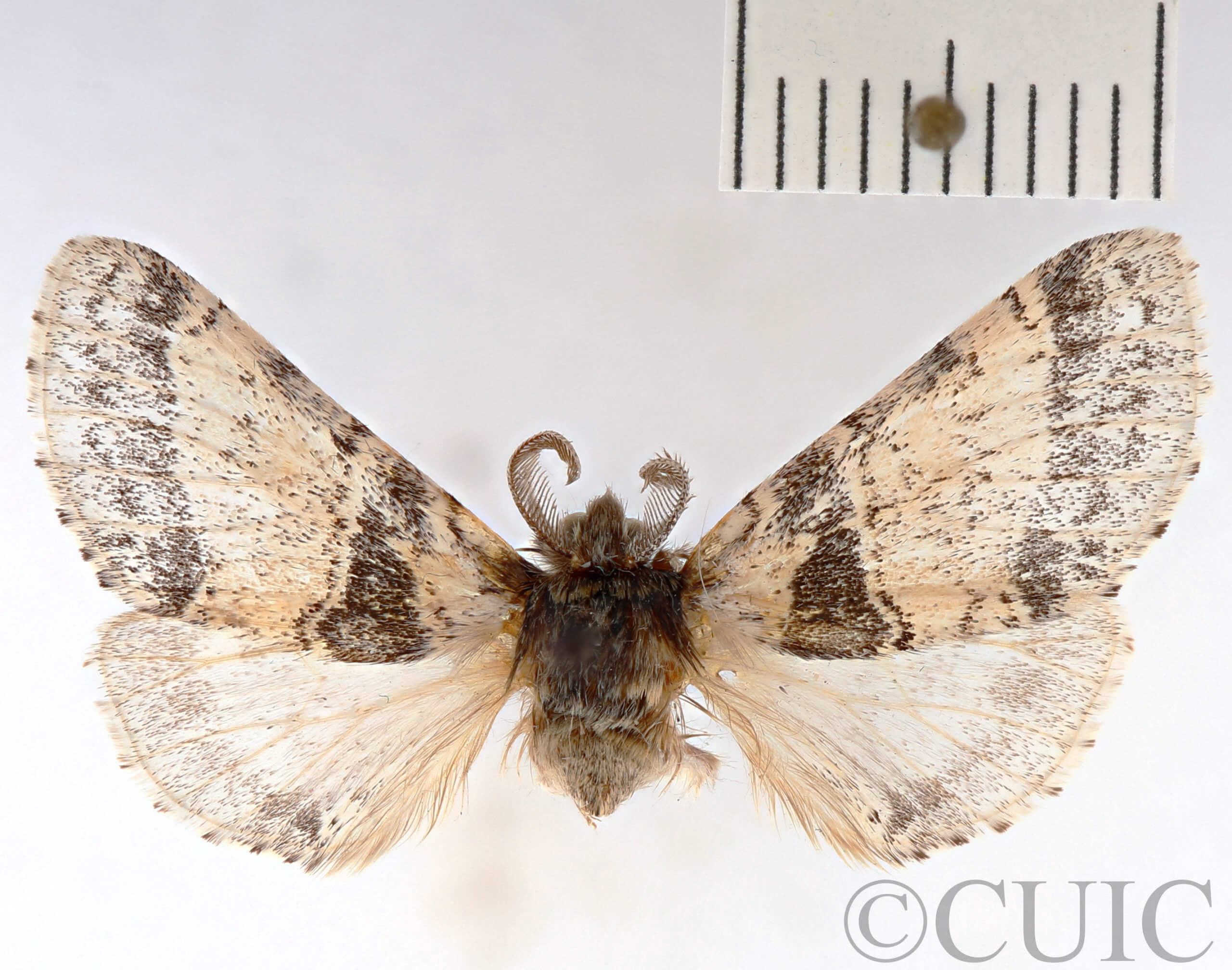 dorsal view of adult Gluphisia wrightii