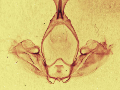 genitalia view of adult Gluphisia wrightii