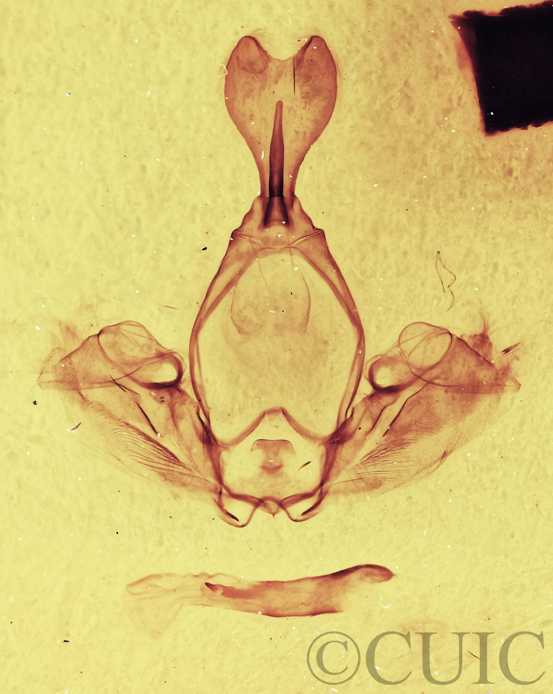 genitalia view of adult Gluphisia wrightii