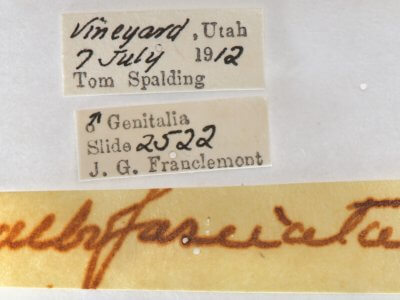 label view of adult Gluphisia wrightii