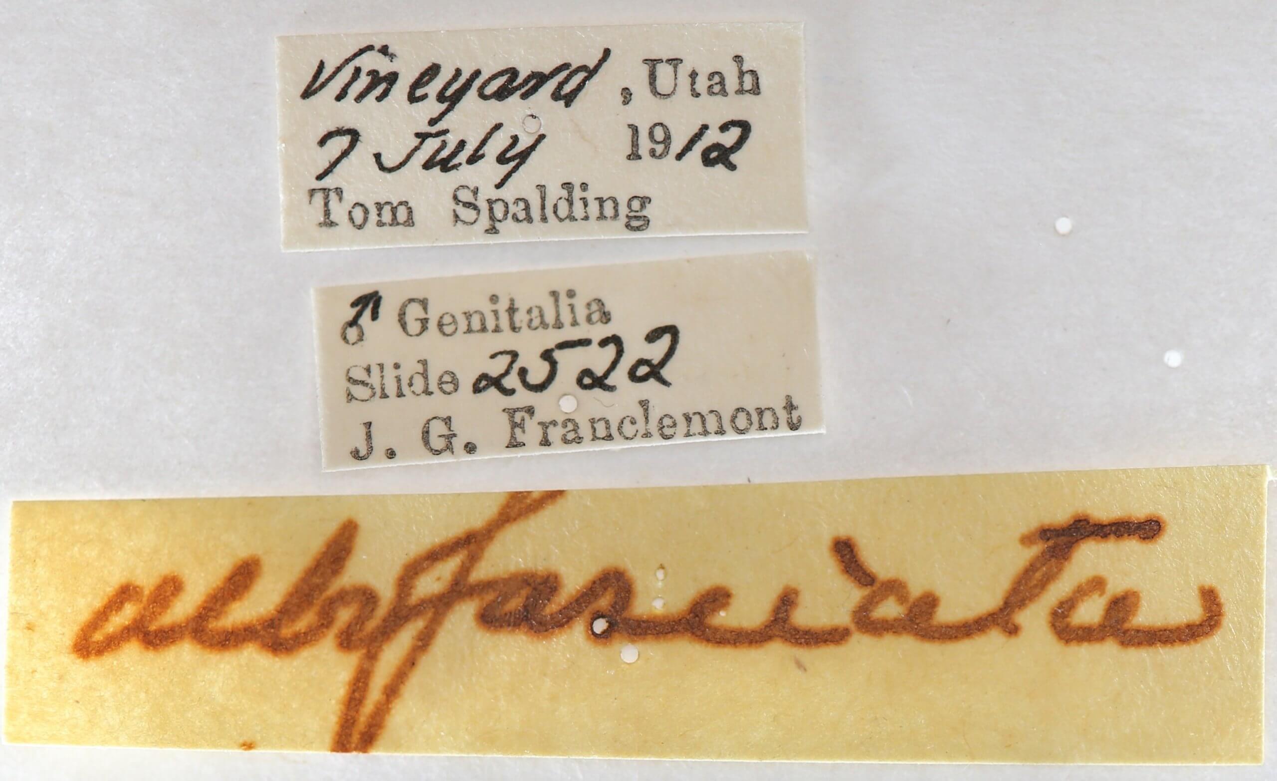 label view of adult Gluphisia wrightii