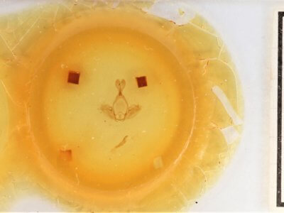 slide view of adult Gluphisia wrightii