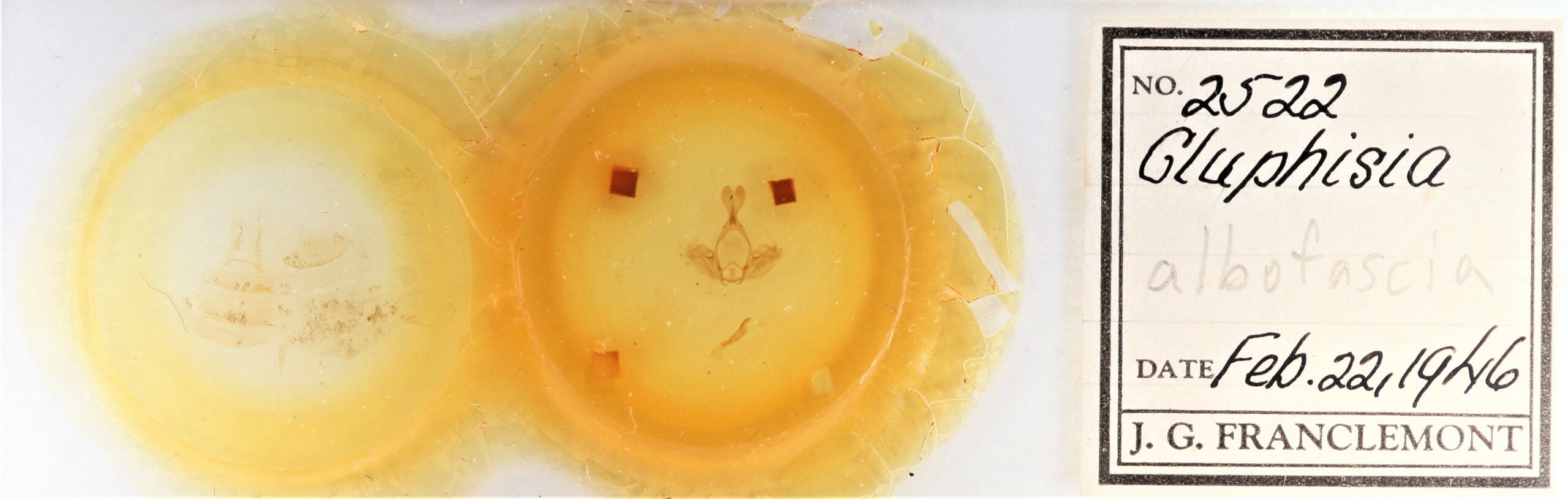 slide view of adult Gluphisia wrightii