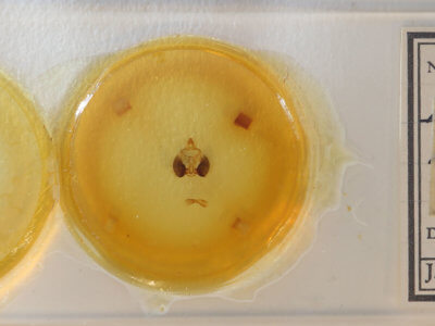 slide view of adult Clostera brucei