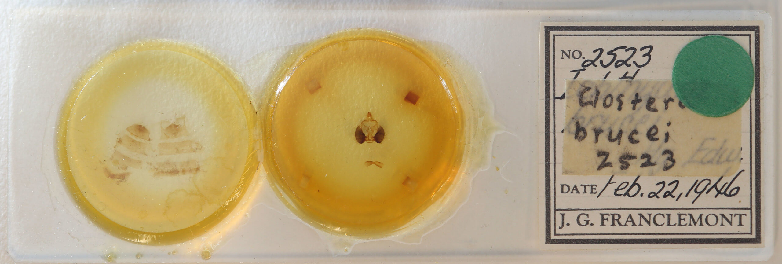 slide view of adult Clostera brucei