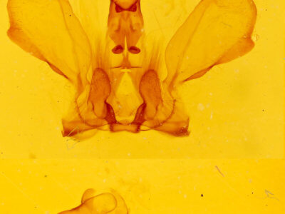 genitalia view of adult Notela jaliscana
