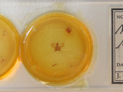 slide view of adult Notela jaliscana