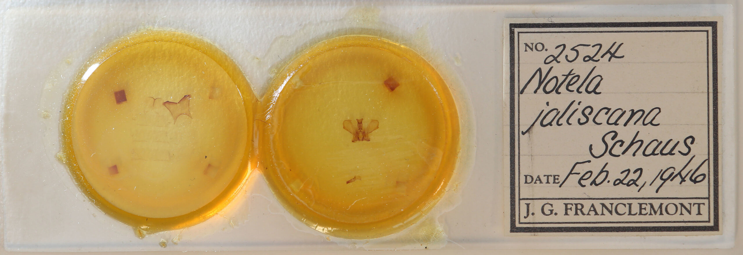 slide view of adult Notela jaliscana