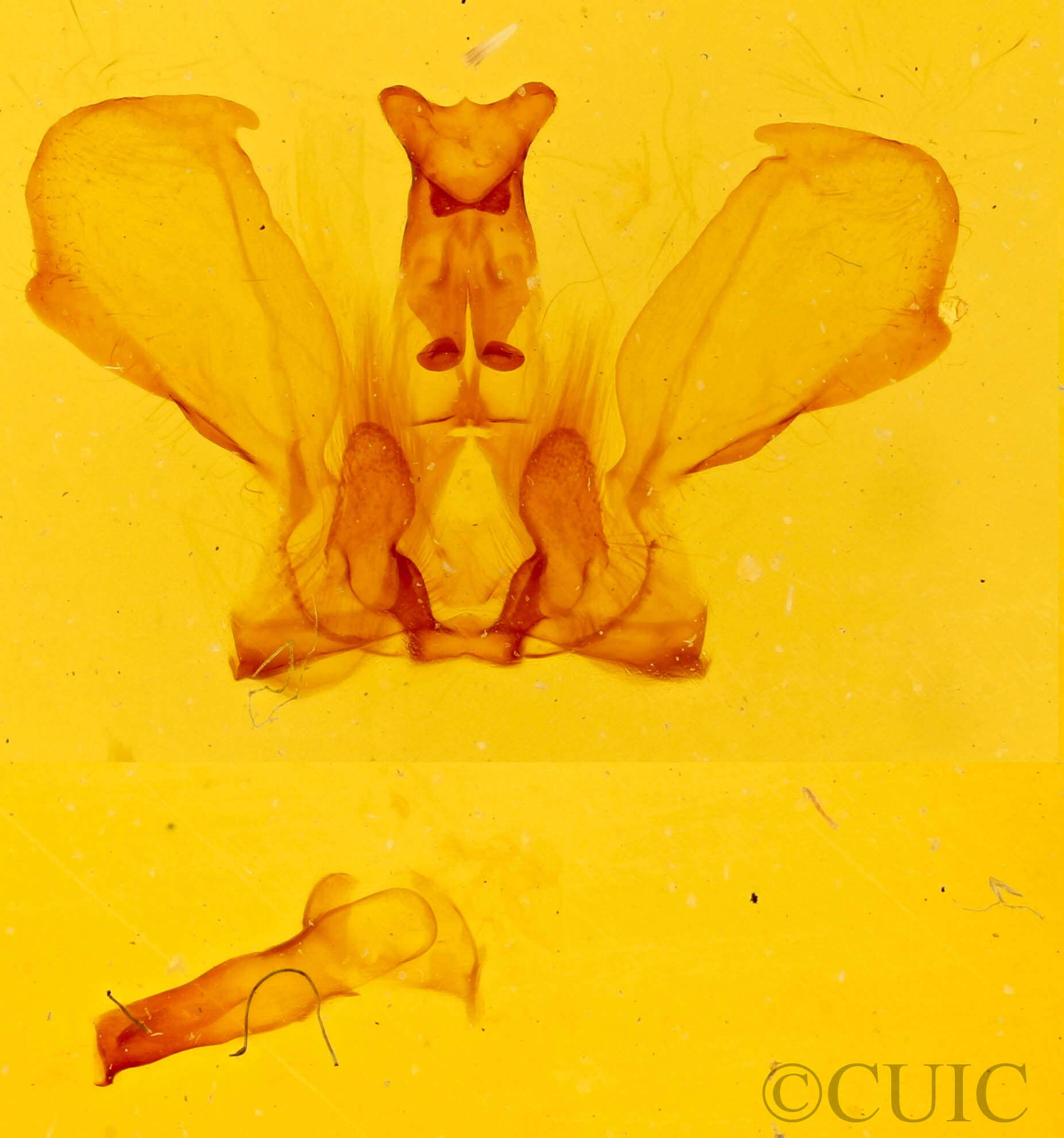 genitalia view of adult Notela jaliscana