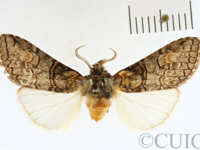 dorsal view of adult Afilia oslari