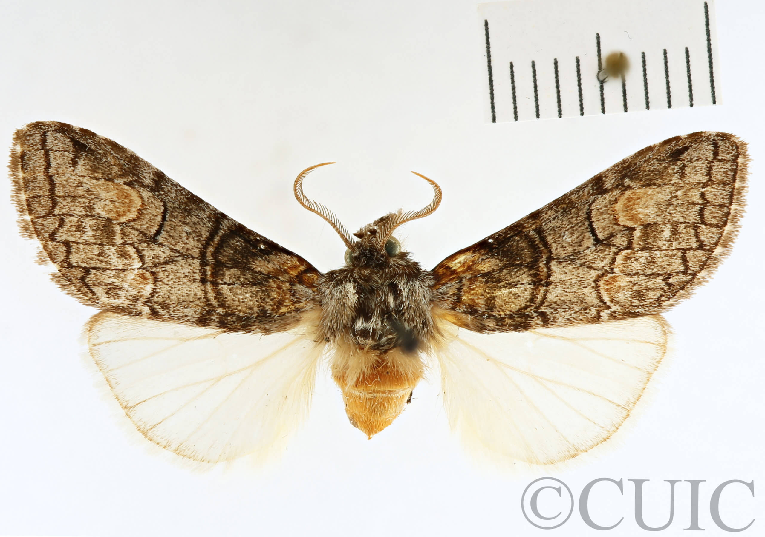 dorsal view of adult Afilia oslari