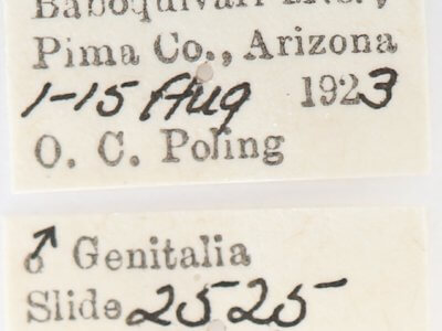 label view of adult Afilia oslari
