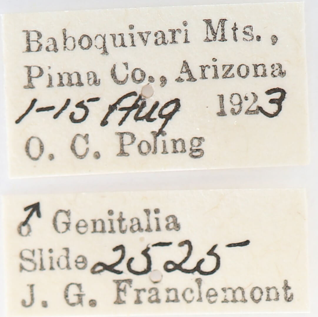 label view of adult Afilia oslari
