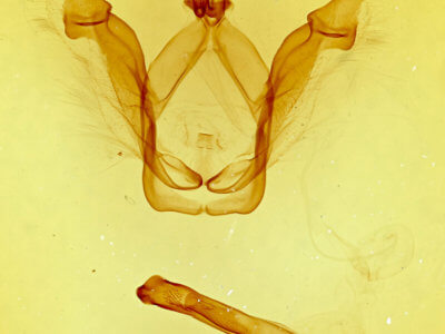 genitalia view of adult Macrurocampa ruficornis