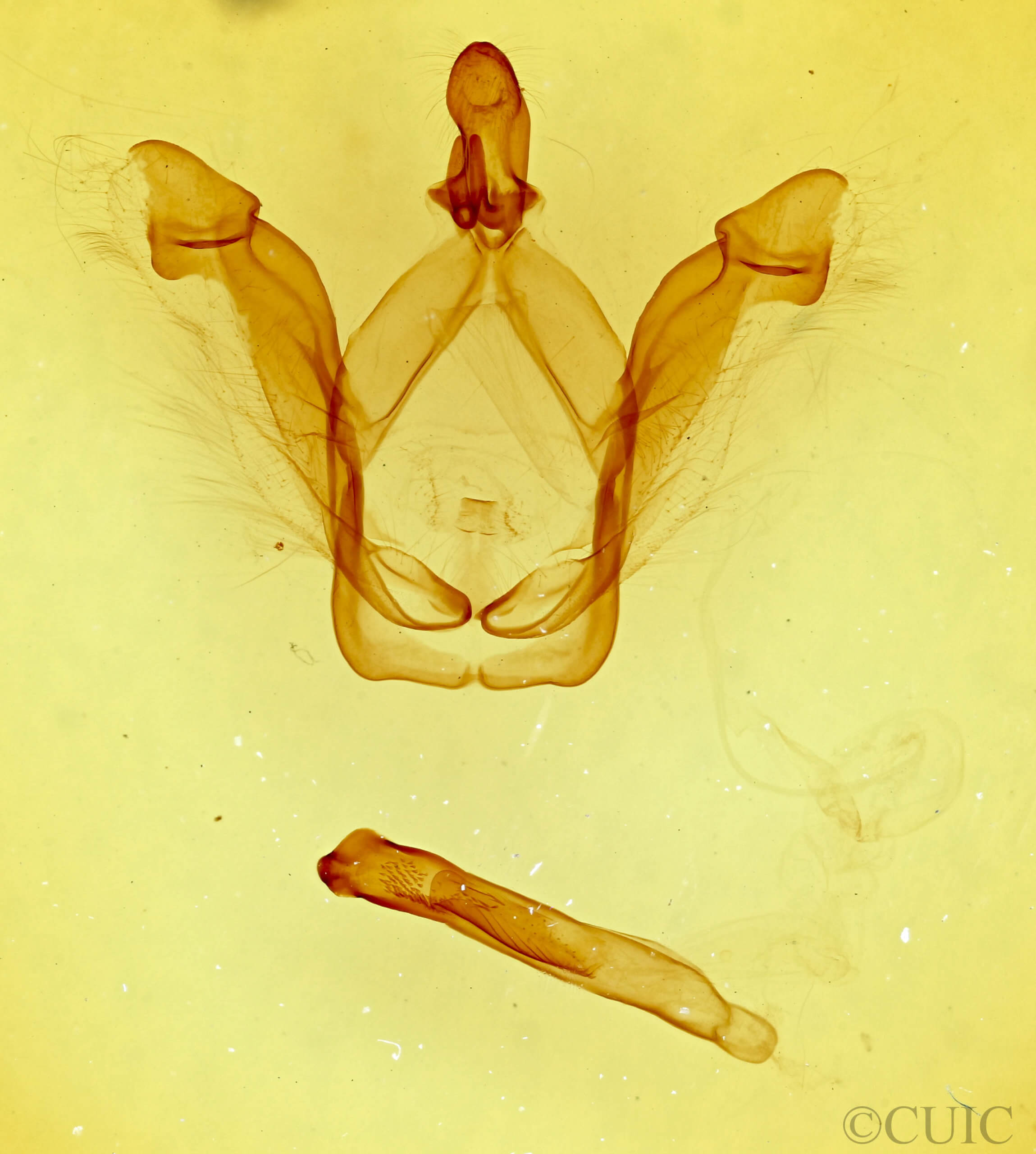 genitalia view of adult Macrurocampa ruficornis
