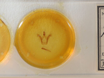 slide view of adult Macrurocampa ruficornis