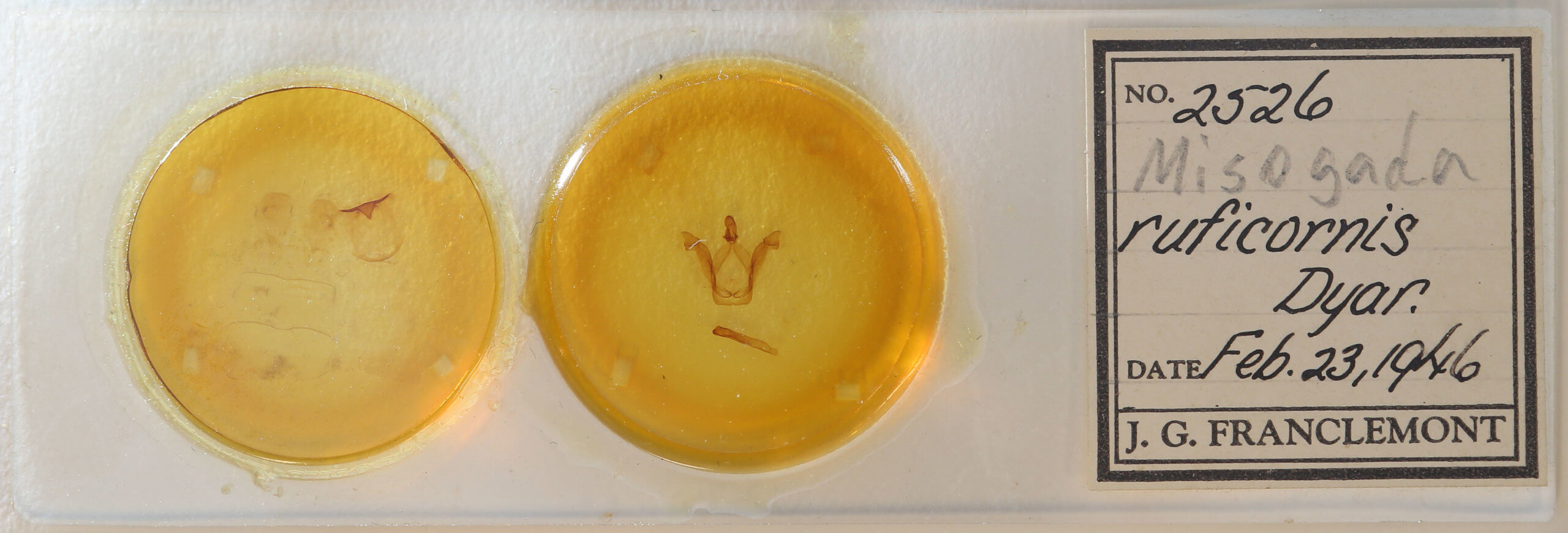 slide view of adult Macrurocampa ruficornis