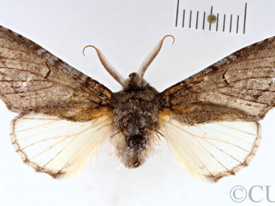 dorsal view of adult Heterocampa averna